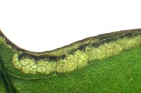Ectoedemia atricollis