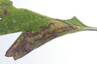 Stigmella oxyacanthella