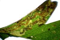 Stigmella oxyacanthella