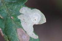 Tischeria ekebladella