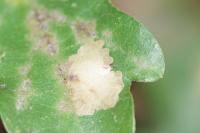 Tischeria ekebladella