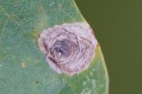 Tischeria dodonaea