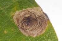 Tischeria dodonaea
