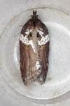 Acleris hastiana