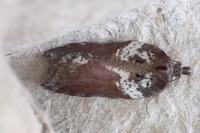 Acleris hastiana