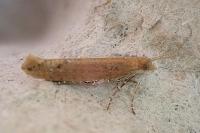 Ypsolopha ustella