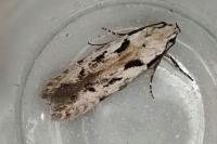 Carpatolechia decorella