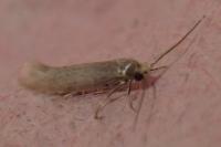 Ocnerostoma friesei