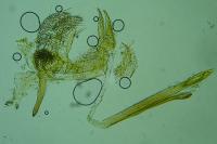 Ocnerostoma friesei