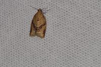 Clepsis consimilana