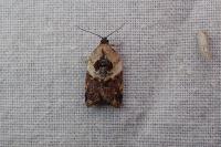 Acleris variegana