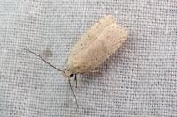 Agonopterix assimilella