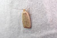 Agonopterix atomella