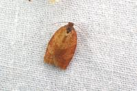 Cacoecimorpha pronubana