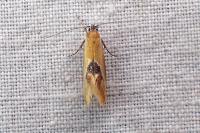 Batia lambdella