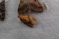Clepsis consimilana