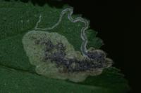 Stigmella plagicolella