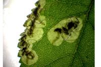 Stigmella plagicolella