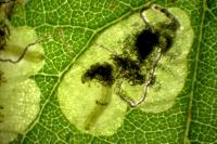 Stigmella plagicolella