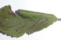 Phyllonorycter spinicolella