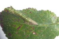 Phyllonorycter spinicolella