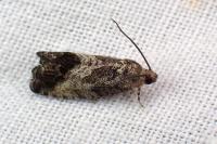 Cydia splendana