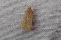 Helcystogramma lutatella
