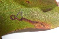 Stigmella aceris