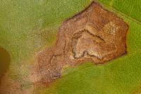 Stigmella aceris