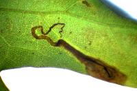 Stigmella aceris