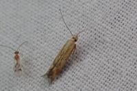 Metzneria artificella
