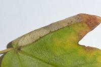 Phyllonorycter acerifoliella