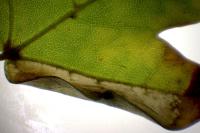 Phyllonorycter acerifoliella