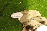Antispila petryi