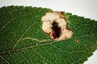 Stigmella plagicolella
