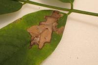 Parectopa robiniella
