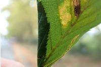 Phyllonorycter tenerella