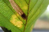 Phyllonorycter tenerella