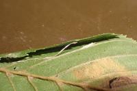 Phyllonorycter tenerella