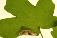 Phyllonorycter acerifoliella