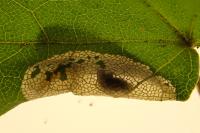 Phyllonorycter acerifoliella