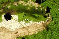 Phyllonorycter acerifoliella