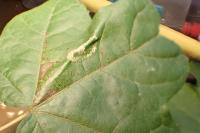 Phyllonorycter geniculella