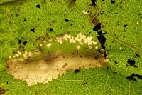 Phyllonorycter geniculella