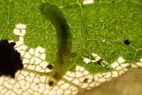 Phyllonorycter geniculella