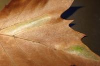 Phyllonorycter platani