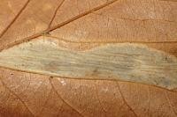 Phyllonorycter platani