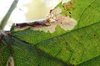 Coptotriche marginea
