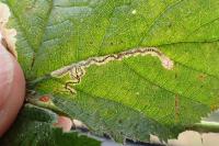 Stigmella aurella