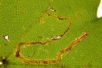 Stigmella aceris